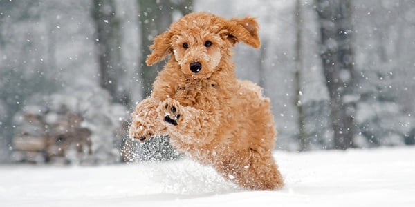 Hond in de sneeuw